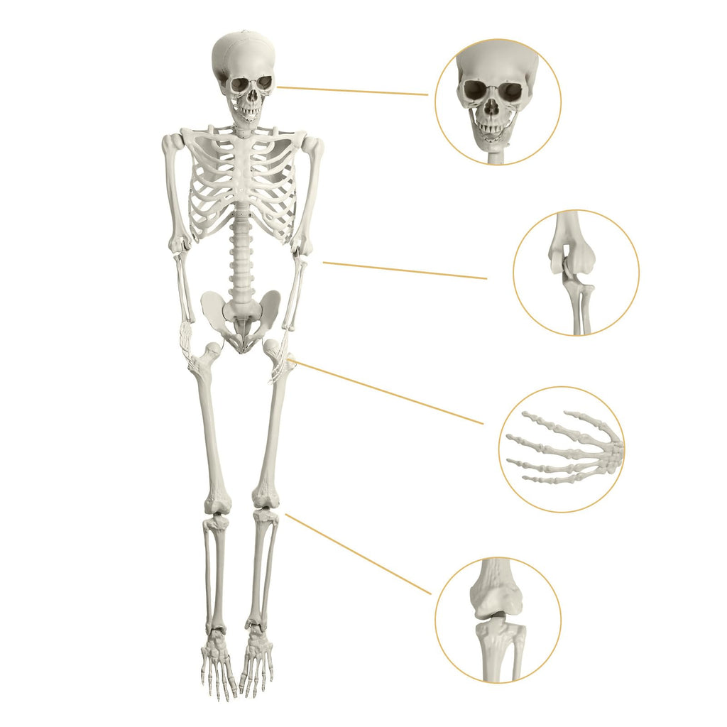 5.4FT Posable Skeleton with Movable Joints T8072