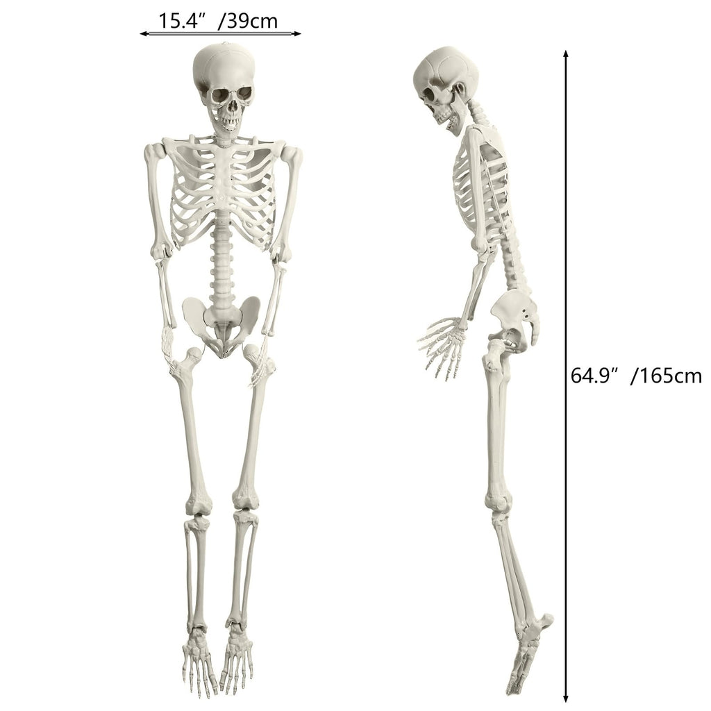 5.4FT Posable Skeleton with Movable Joints T8072