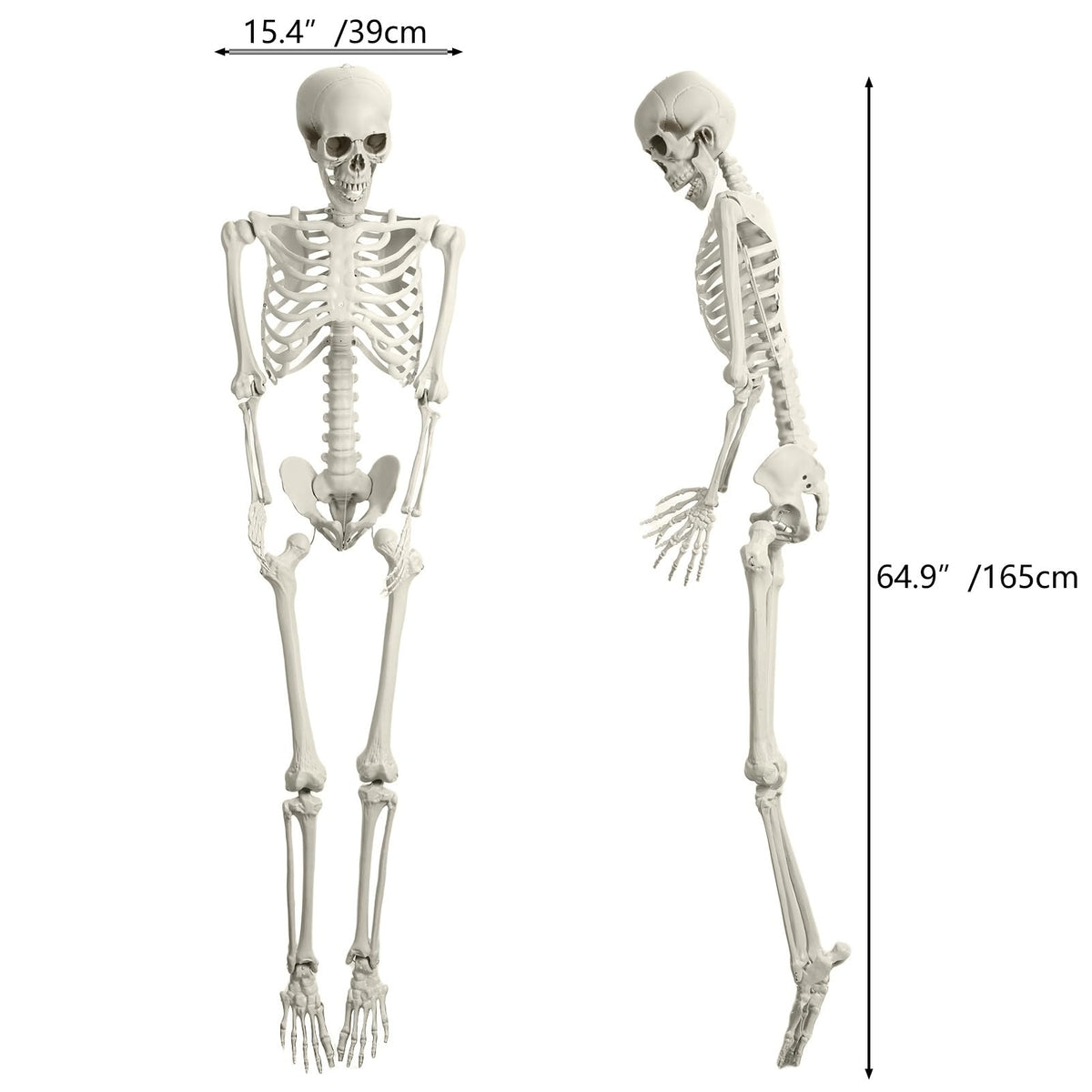 5.4FT Posable Skeleton with Movable Joints T8072