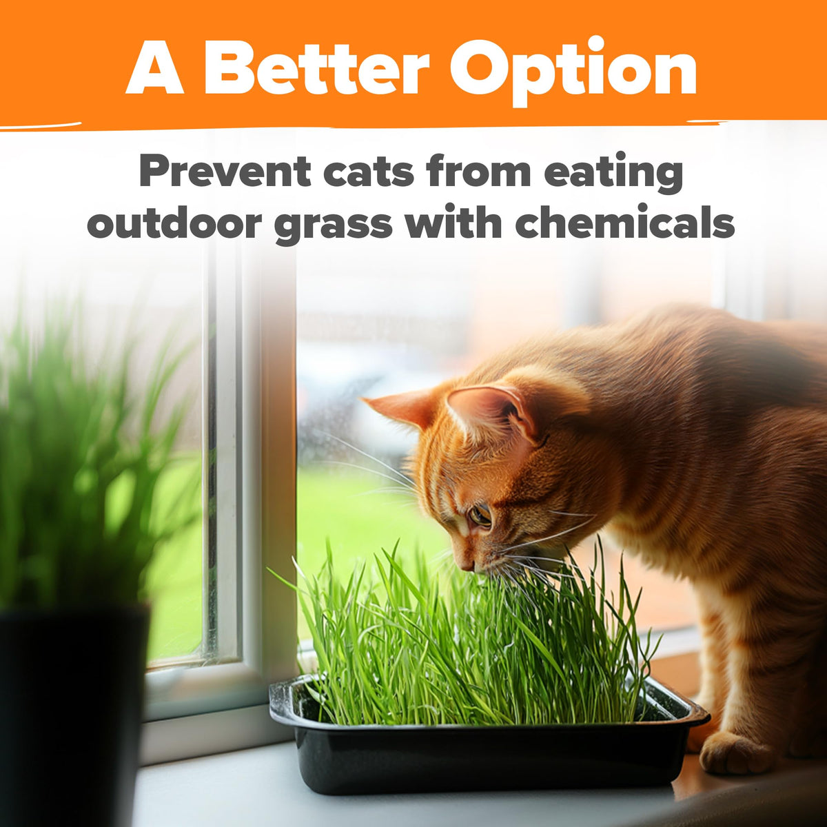 6 oz Heirloom Barley & Oat Cat Grass Seeds Q76481