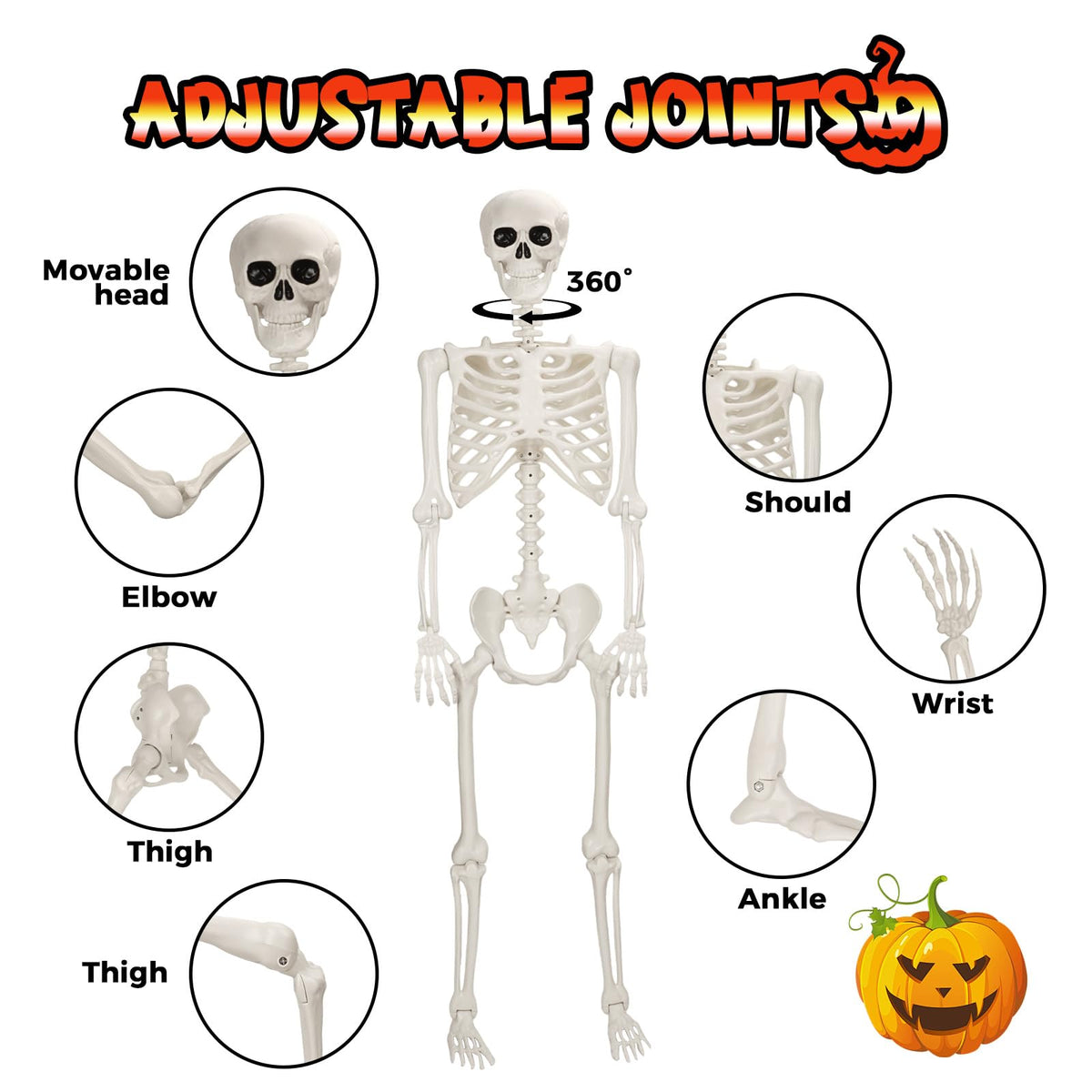 Life Size Poseable Skeleton R132944