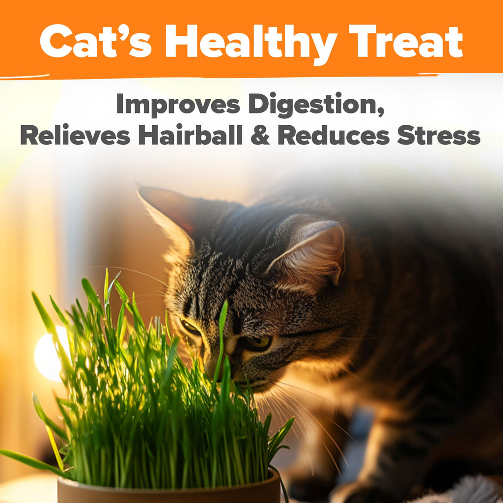 6 oz Heirloom Barley & Oat Cat Grass Seeds Q76481