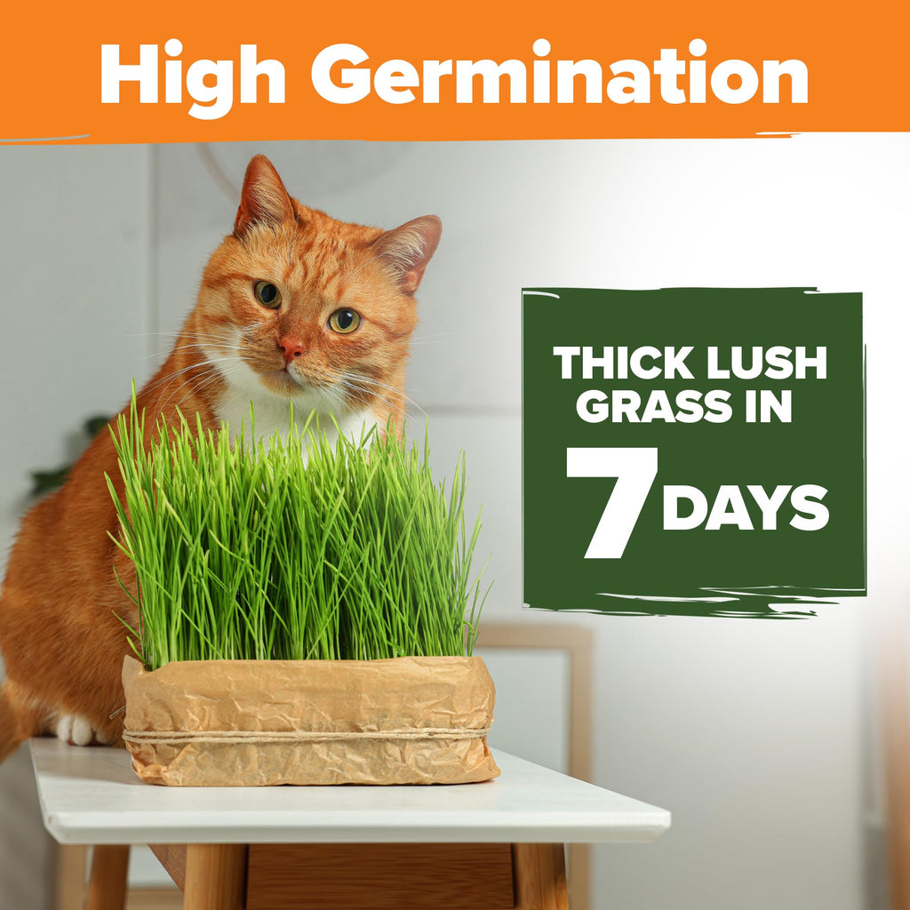 6 oz Heirloom Barley & Oat Cat Grass Seeds Q76481