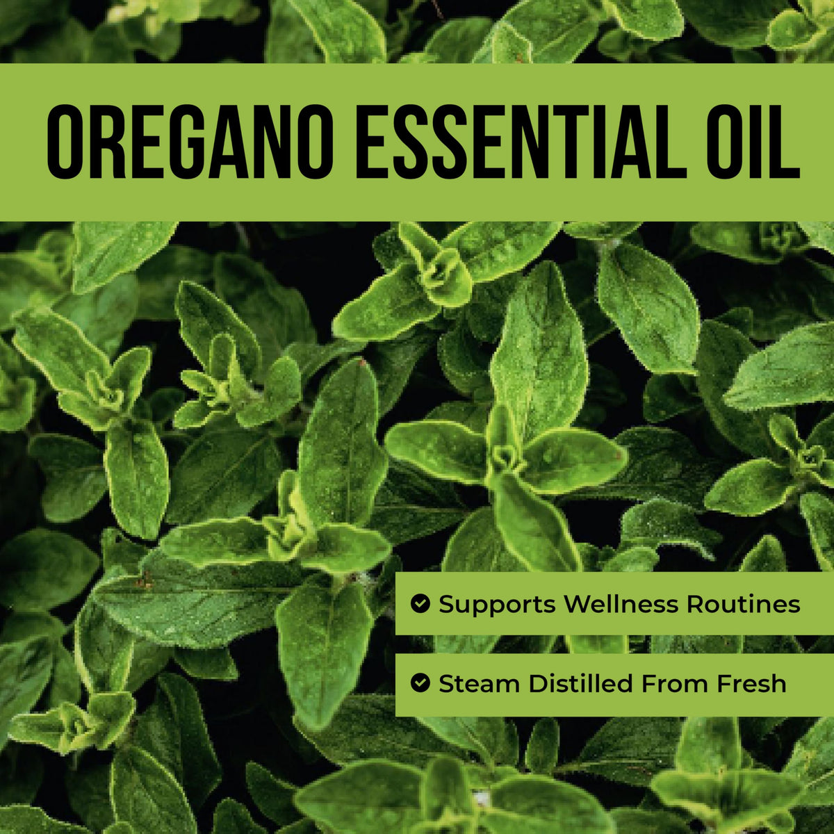 Steam Distilled Oregano Essential Oil 4 Fl Oz P26913